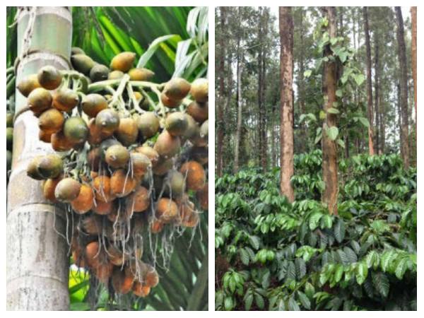 ಅಡಿಕೆ, ಕಾಫೀ, ಮೆಣಸು ಹಾಗೂ ರಬ್ಬರ್‌ನ ಜುಲೈ 27ರ ಮಾರುಕಟ್ಟೆ ಬೆಲೆ ಇಲ್ಲಿದೆ